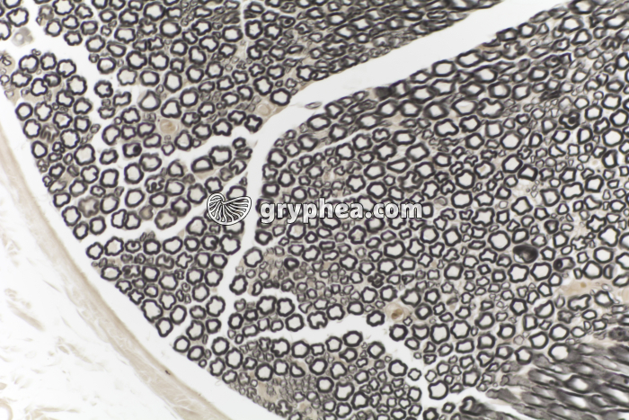 Nerf AO Mammifère CT x100 - gryphea.com